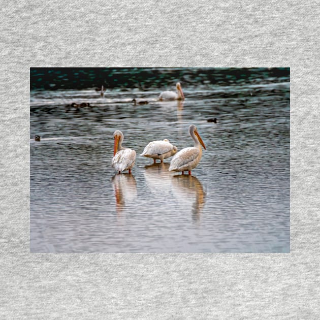 Early Morning Pelicans by Debra Martz